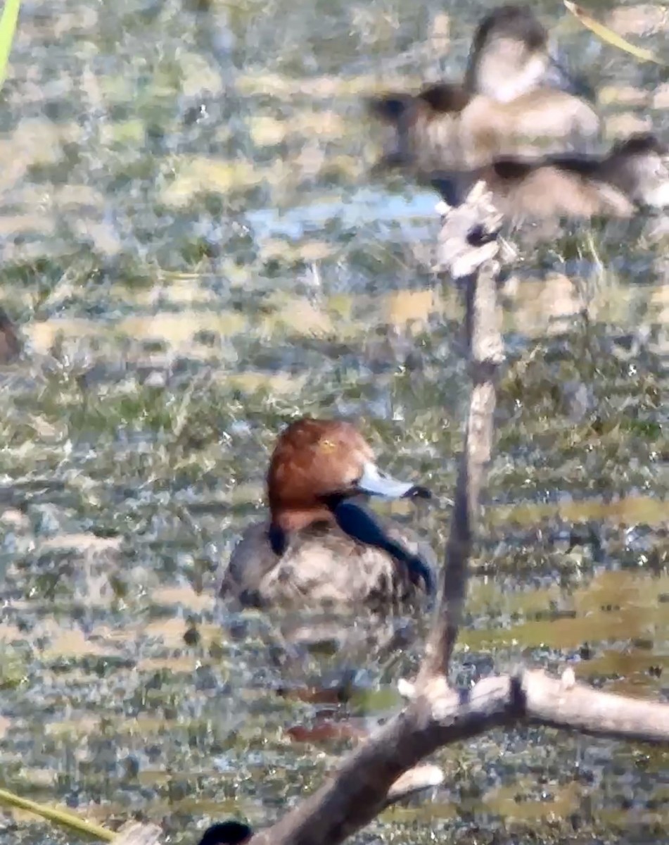 Redhead - ML645281266