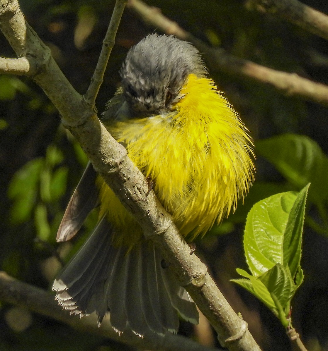 lejsčík žlutý - ML645281268