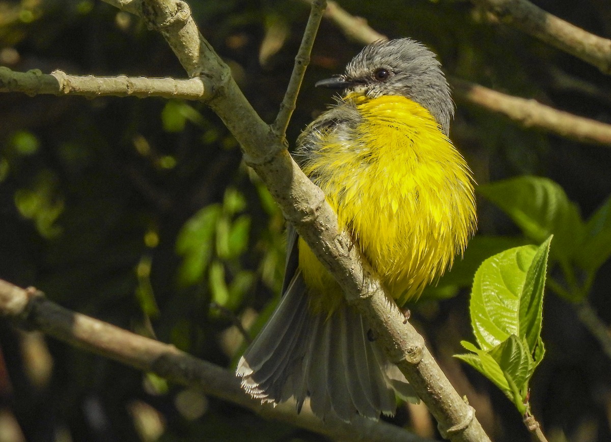 lejsčík žlutý - ML645281269