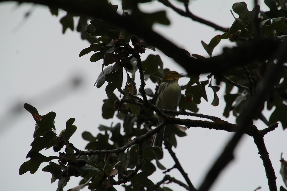 Black-throated Green Warbler - ML645281271