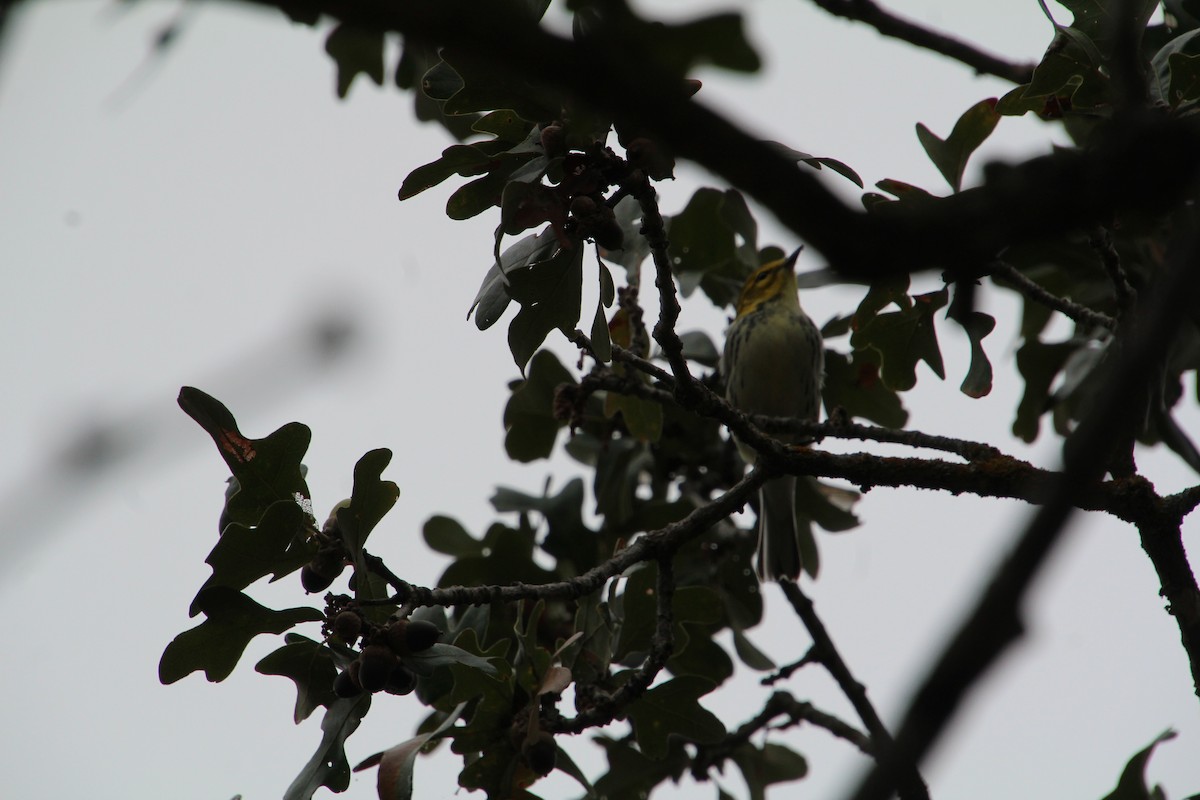 Black-throated Green Warbler - ML645281273