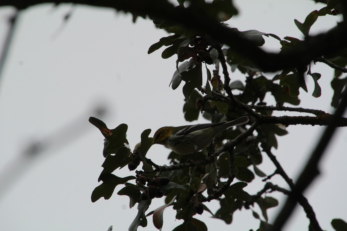 Black-throated Green Warbler - ML645281274