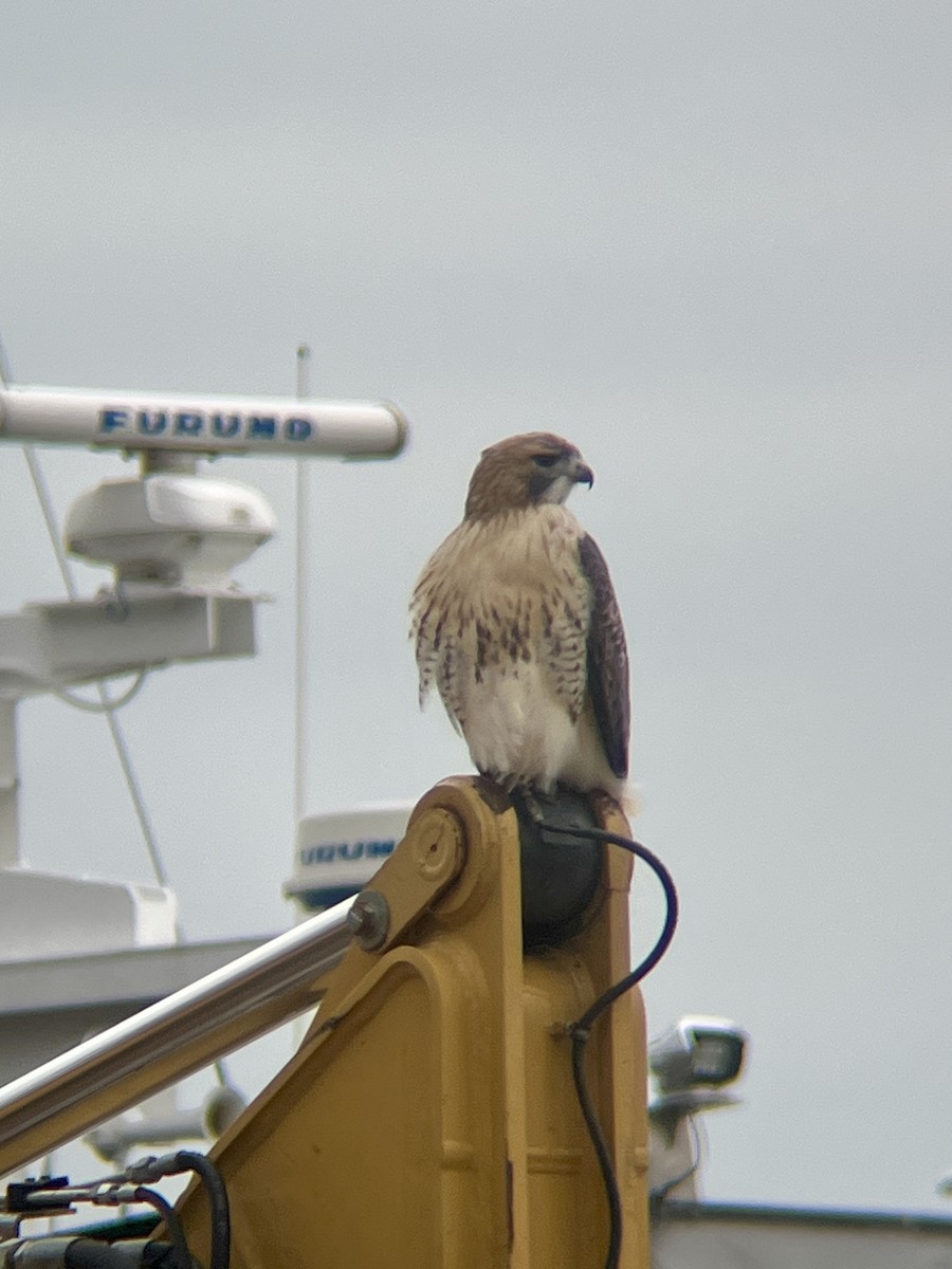 Red-tailed Hawk - ML645281280