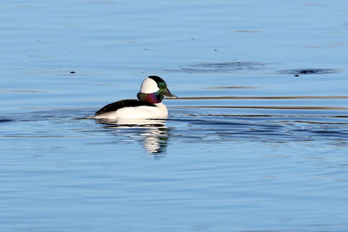 hohol bělavý - ML645281284