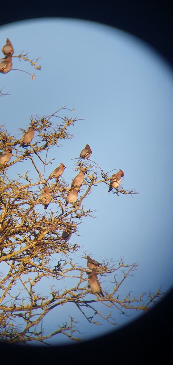 黃連雀 - ML645281293