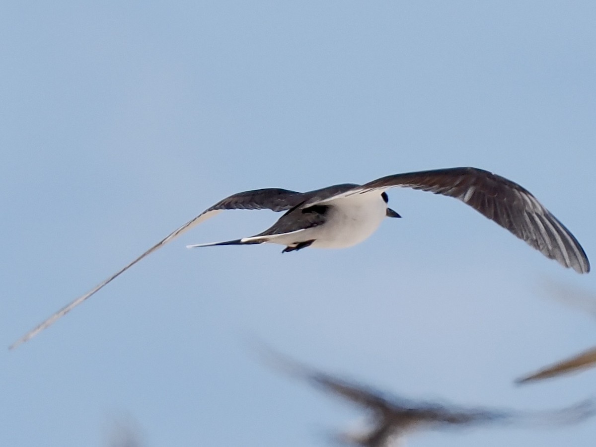Bridled Tern - ML645281298