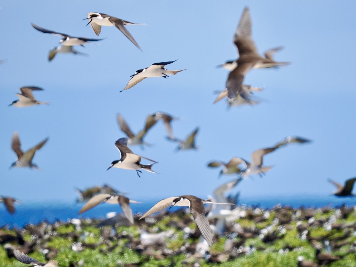 Bridled Tern - ML645281320