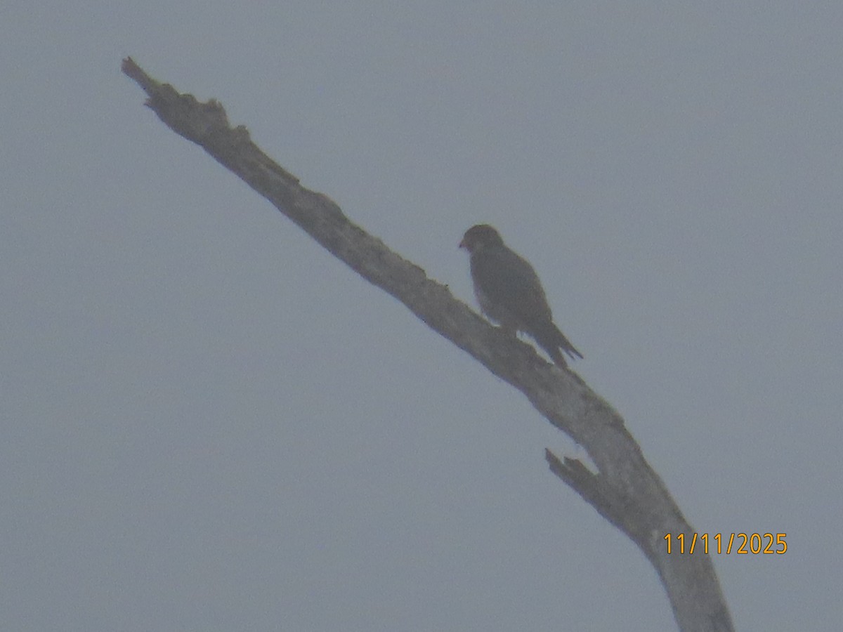 Peregrine Falcon - ML645281322