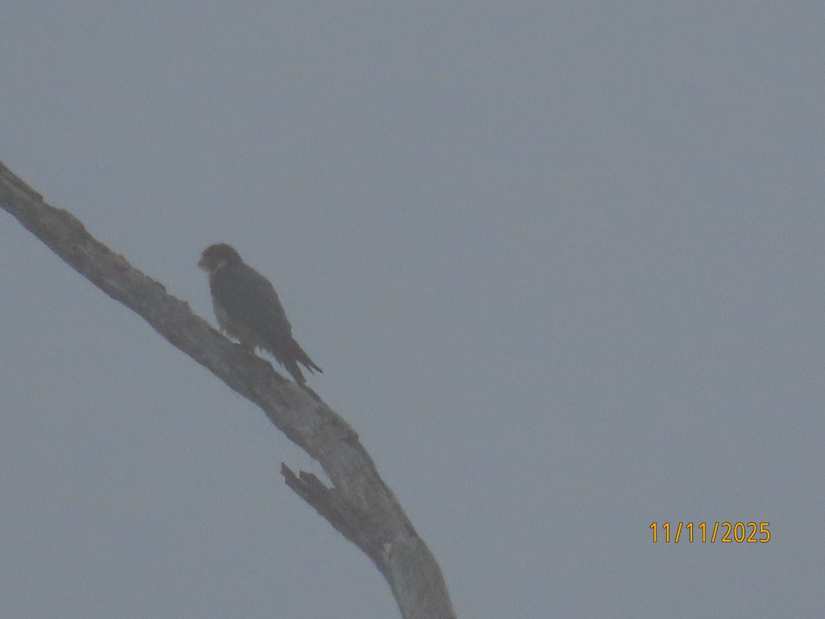 Peregrine Falcon - ML645281323