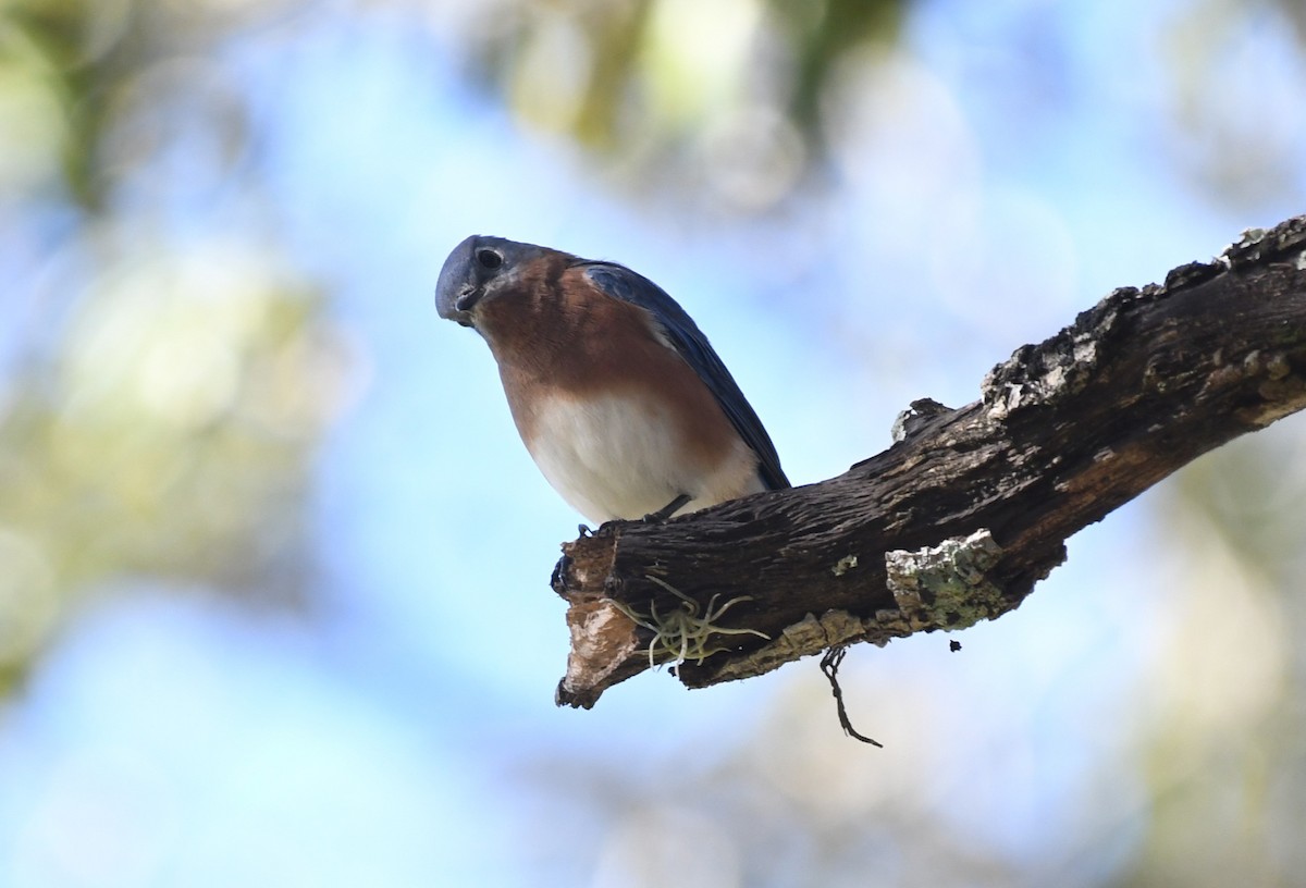 Eastern Bluebird - ML645281324