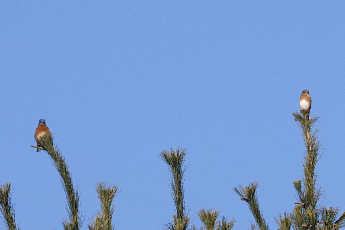 Eastern Bluebird - ML645281328