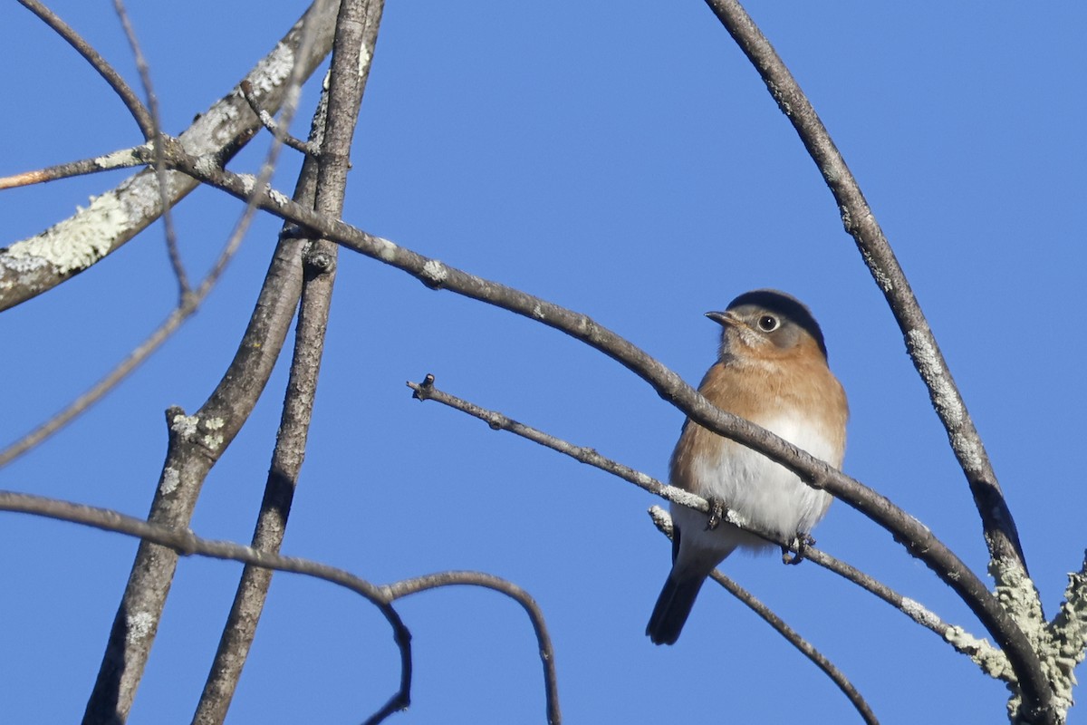 Eastern Bluebird - ML645281333