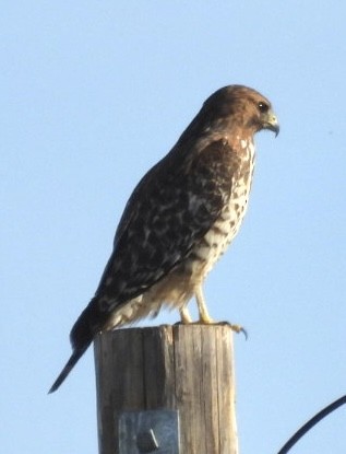 Red-shouldered Hawk - ML645281334