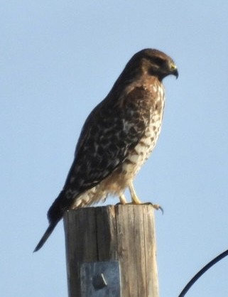 Red-shouldered Hawk - ML645281335