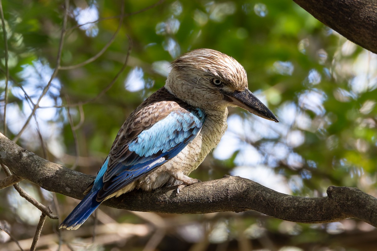 Blue-winged Kookaburra - ML645281336