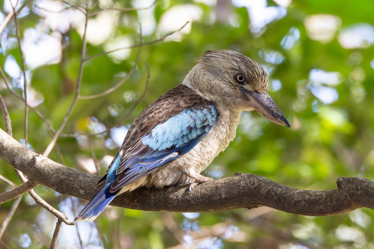 Blue-winged Kookaburra - ML645281337
