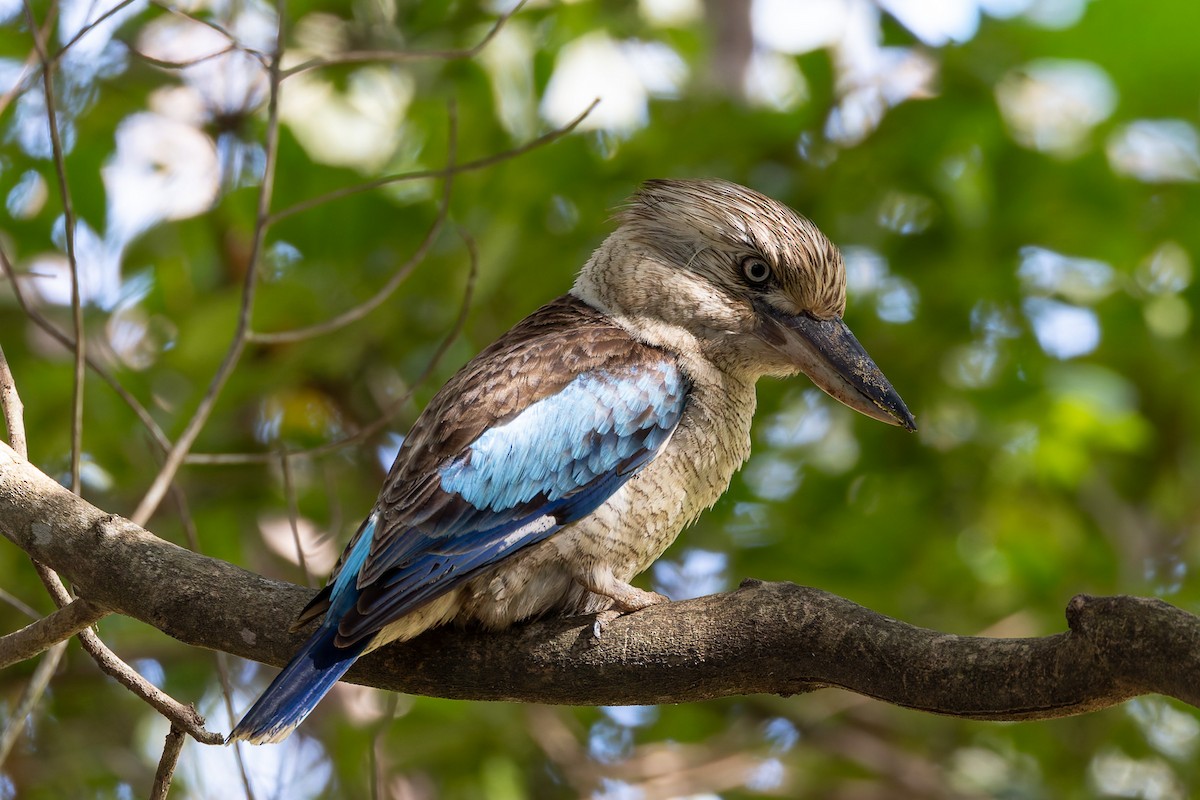 Blue-winged Kookaburra - ML645281339