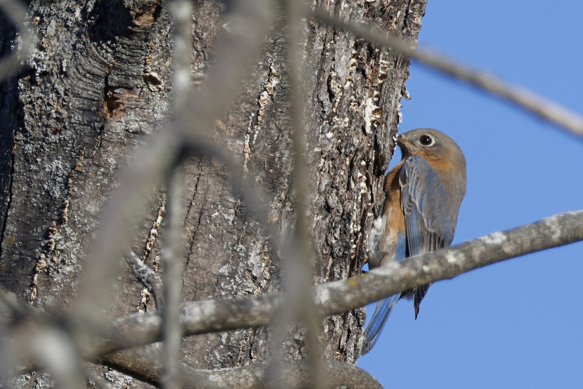 Eastern Bluebird - ML645281340