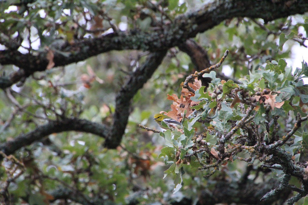 Black-throated Green Warbler - ML645281344