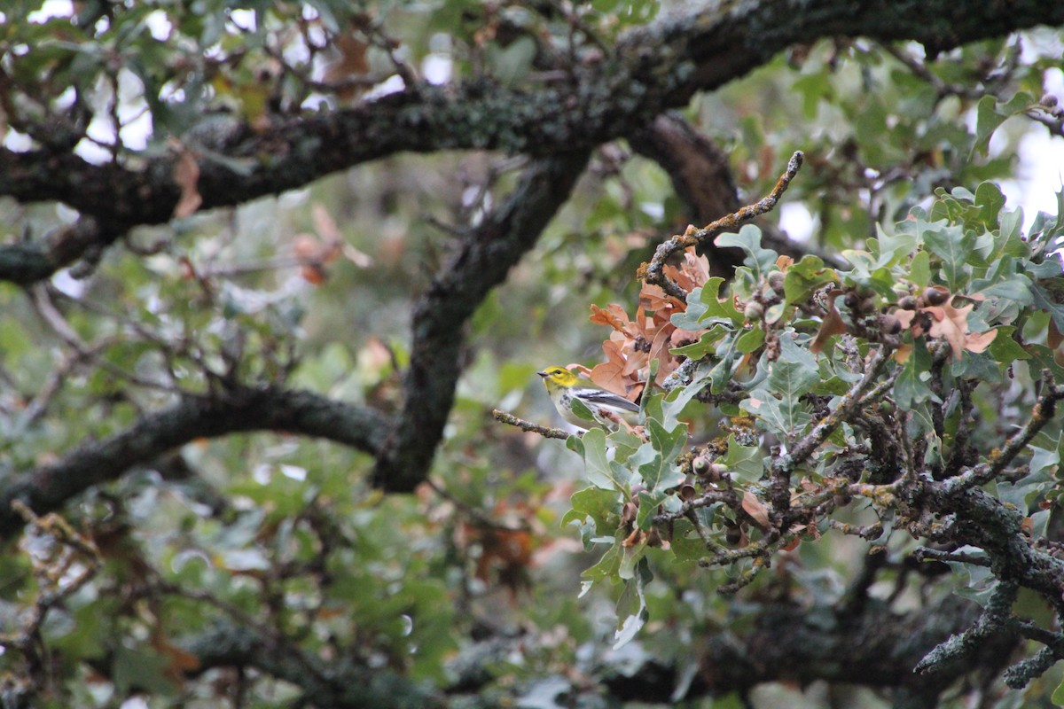 Black-throated Green Warbler - ML645281348