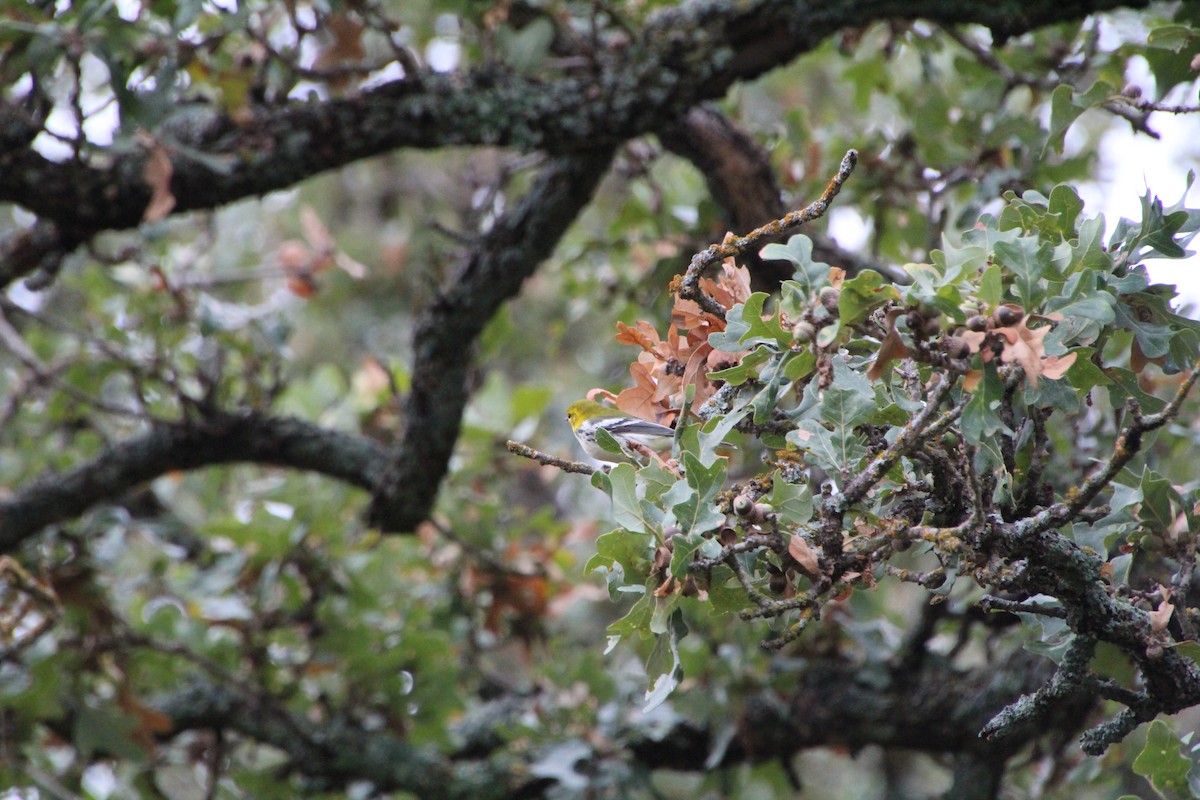 Black-throated Green Warbler - ML645281350