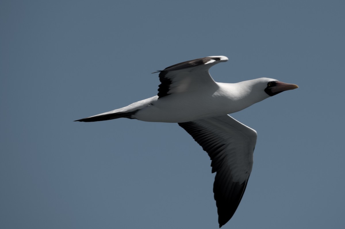 Nazcatölpel - ML645281358