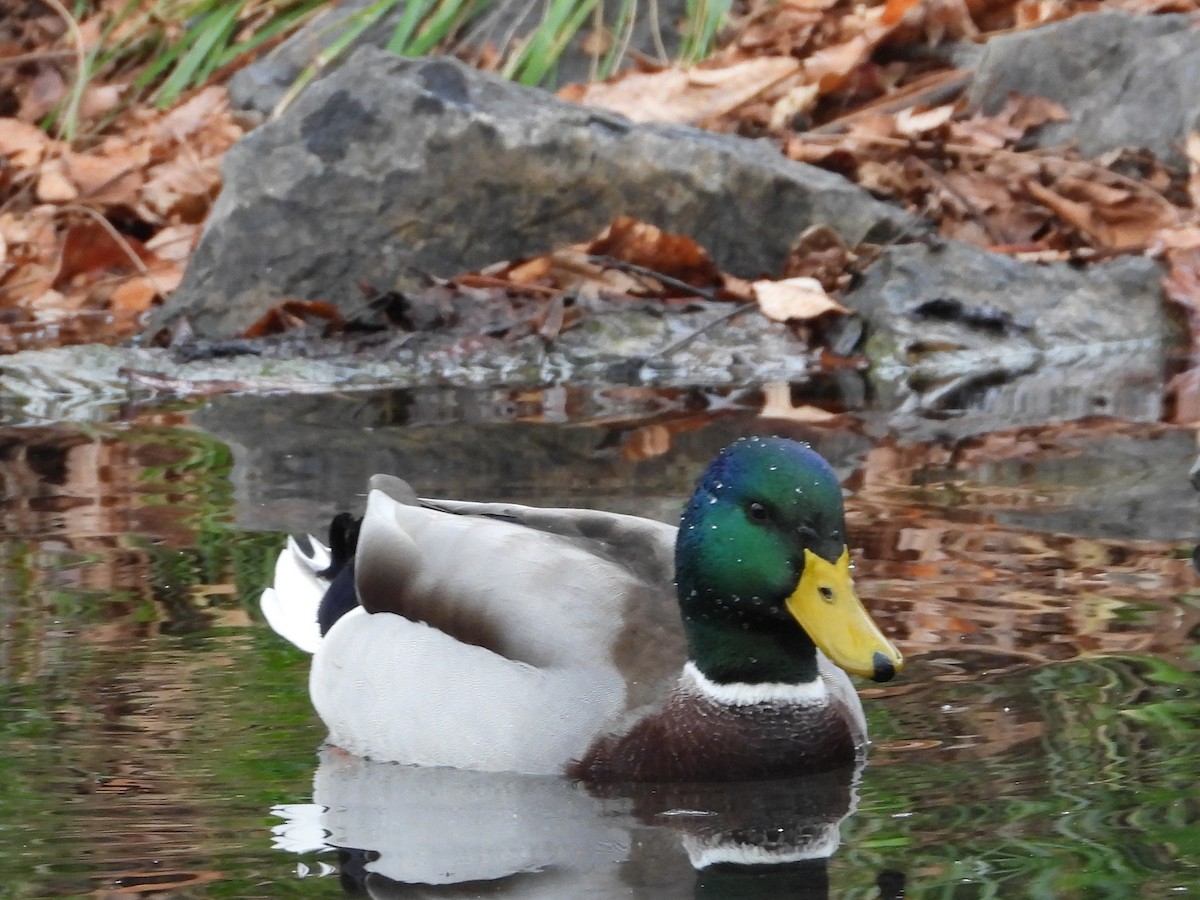 Кряква - ML645281361