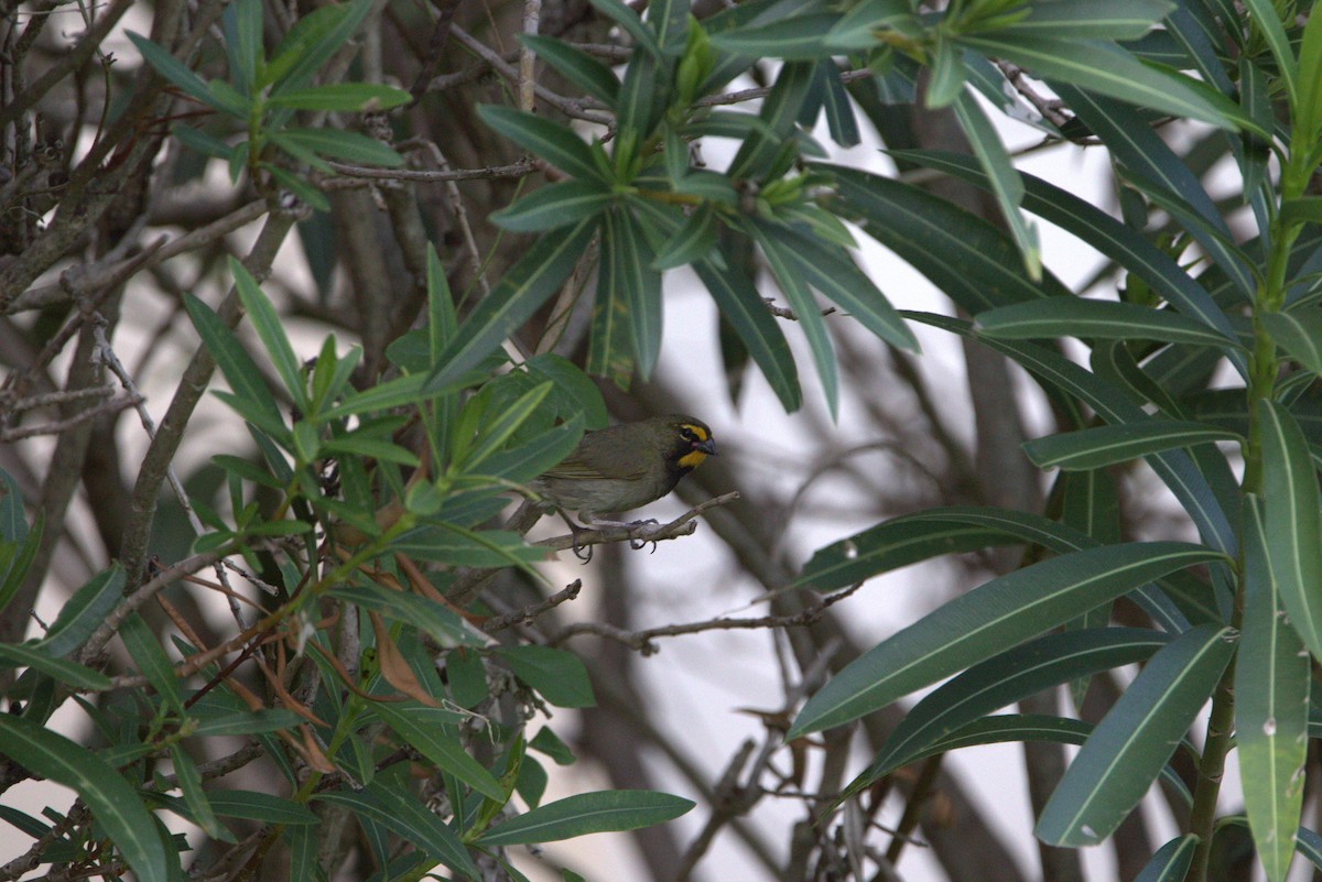 Yellow-faced Grassquit - ML645281363