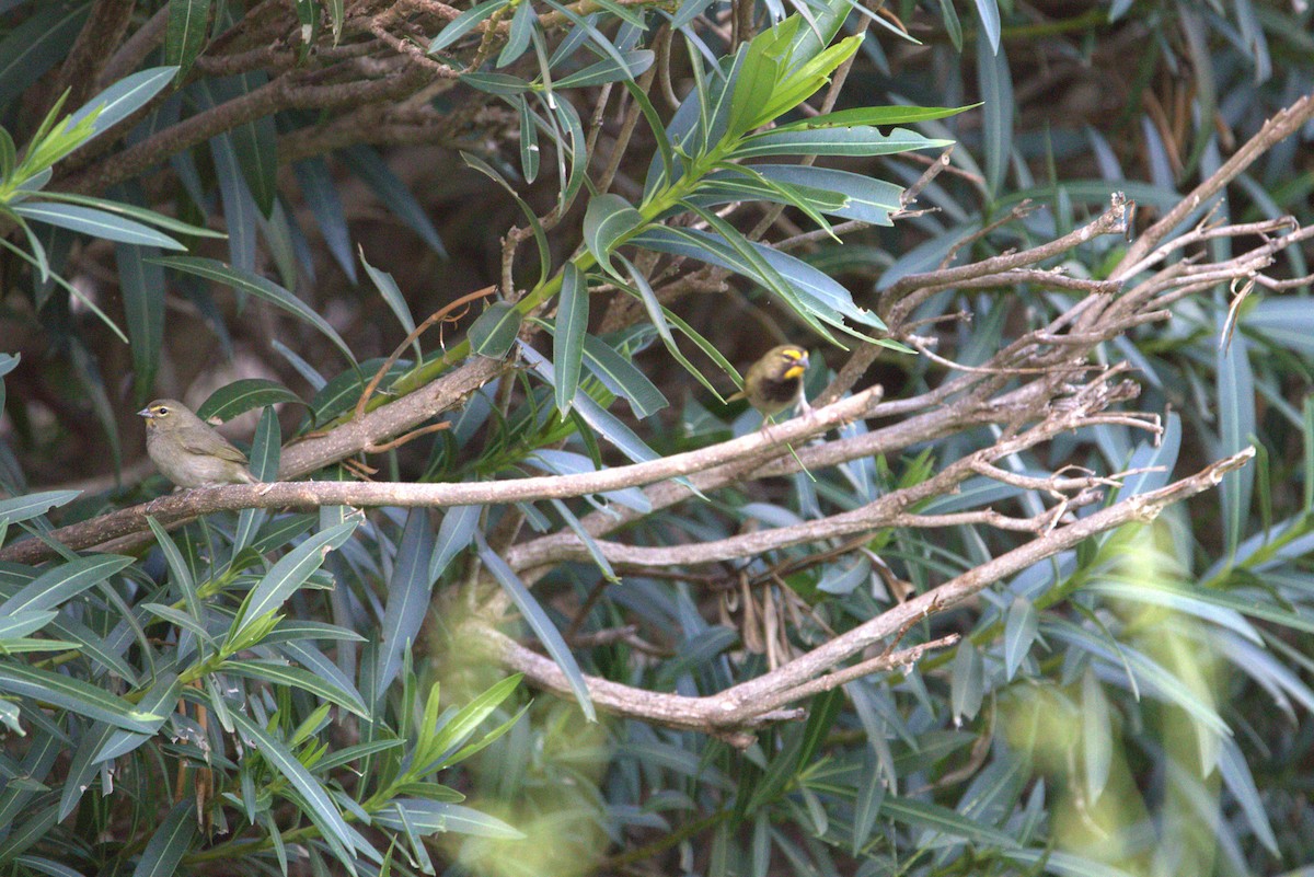 Yellow-faced Grassquit - ML645281365