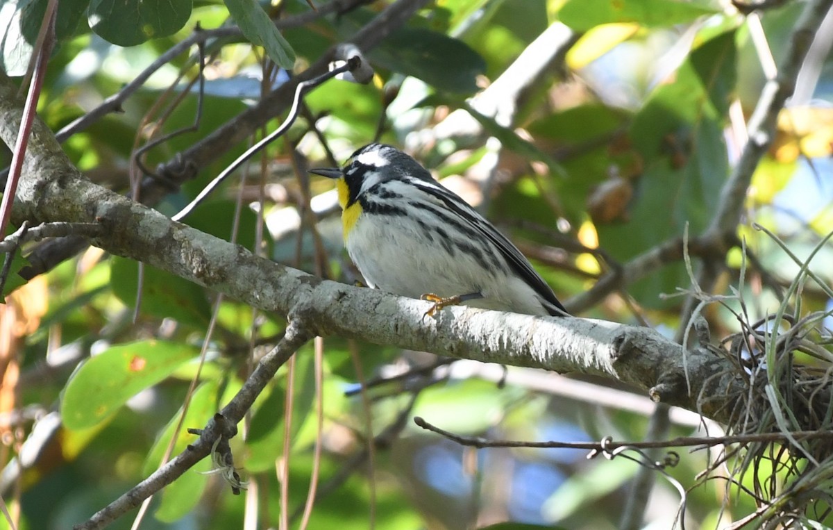 Goldkehl-Waldsänger - ML645281366