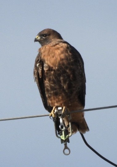 Red-tailed Hawk - ML645281370