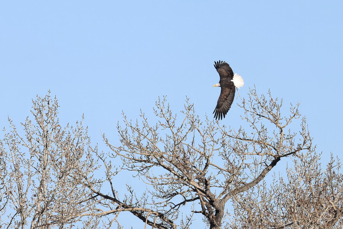 orel bělohlavý - ML645281371