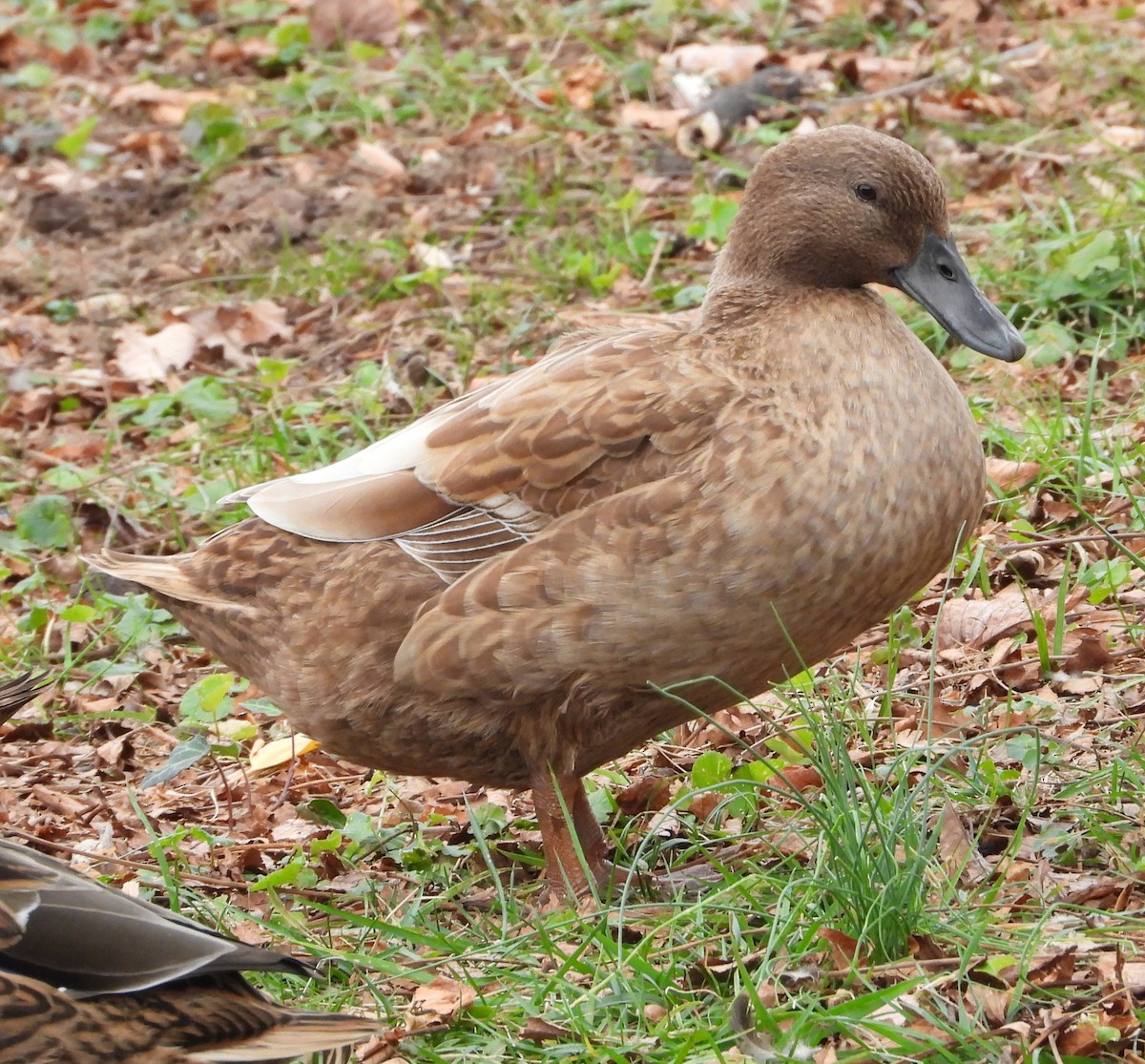 Кряква (Одомашенного типа) - ML645281376