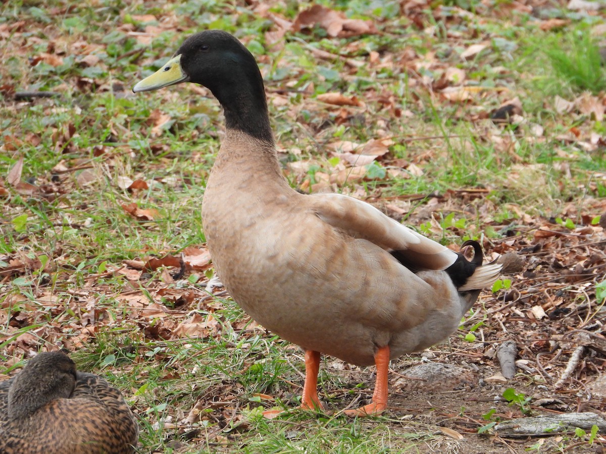 Кряква (Одомашенного типа) - ML645281377