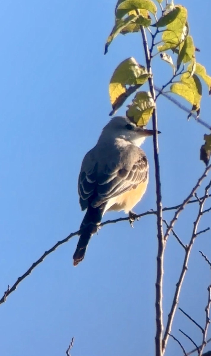 Western Kingbird - ML645281380