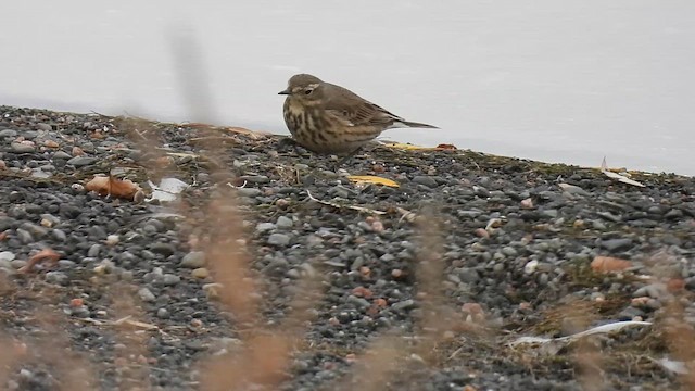 American Pipit - ML645281383