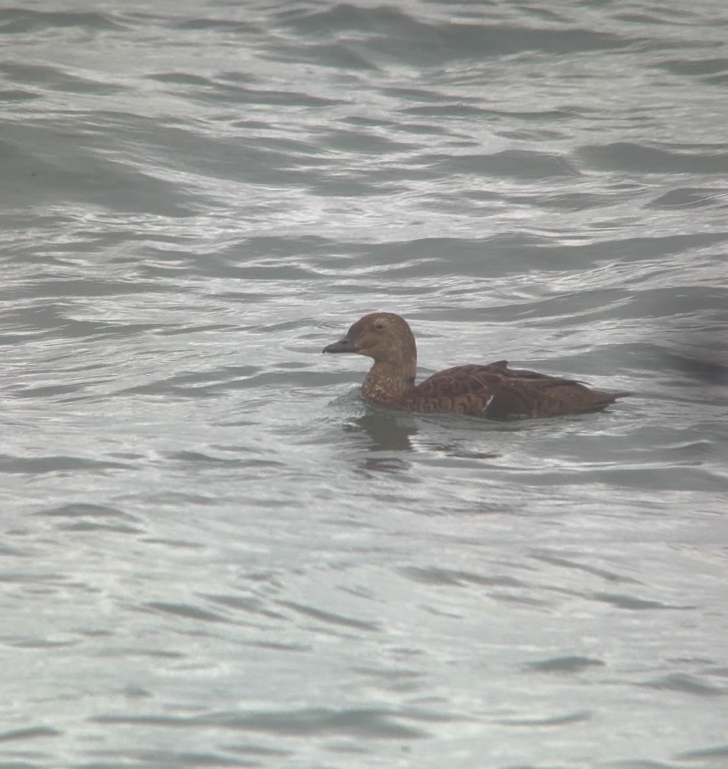 Süslü Pufla - ML645281384