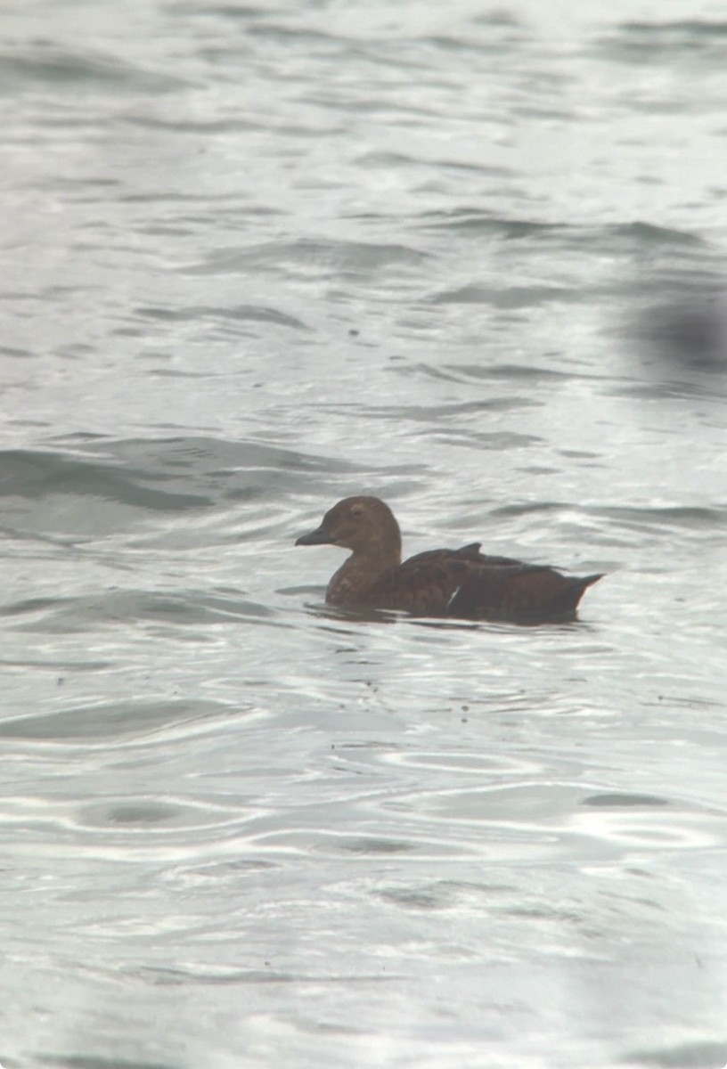 Süslü Pufla - ML645281385