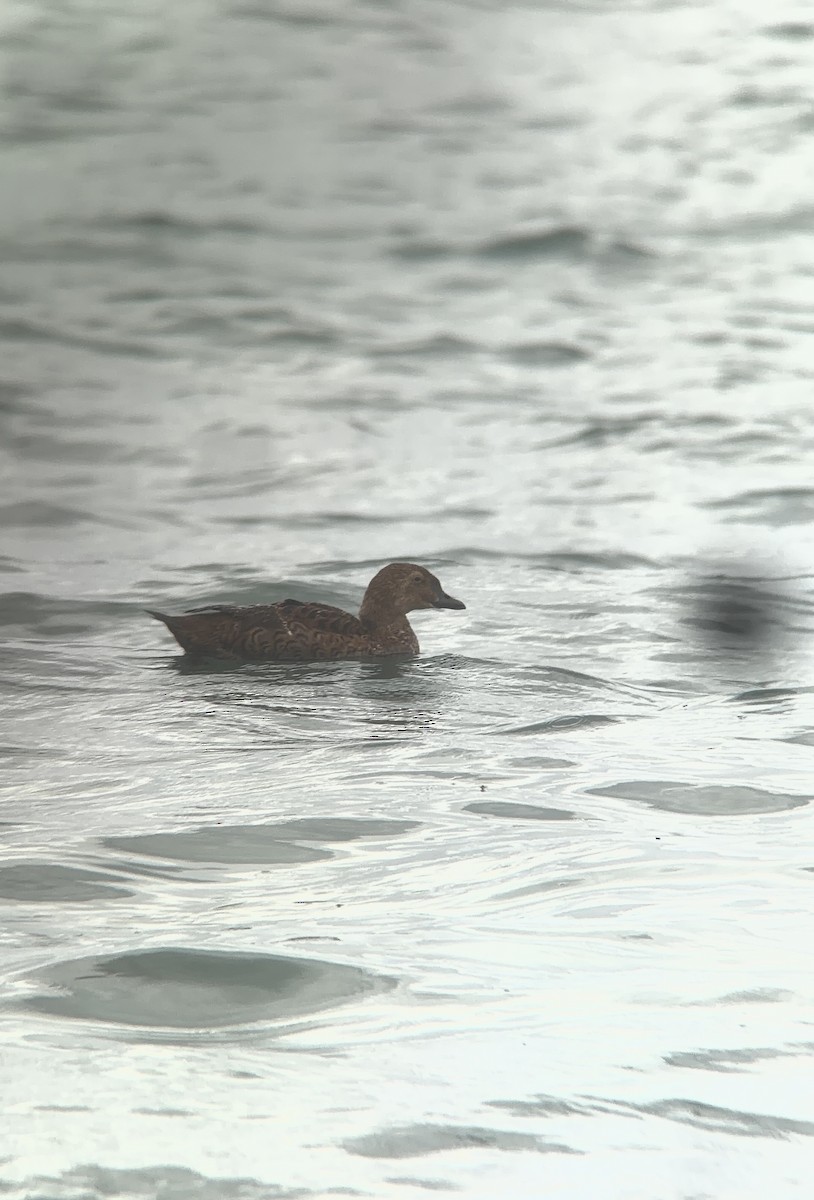 Süslü Pufla - ML645281386