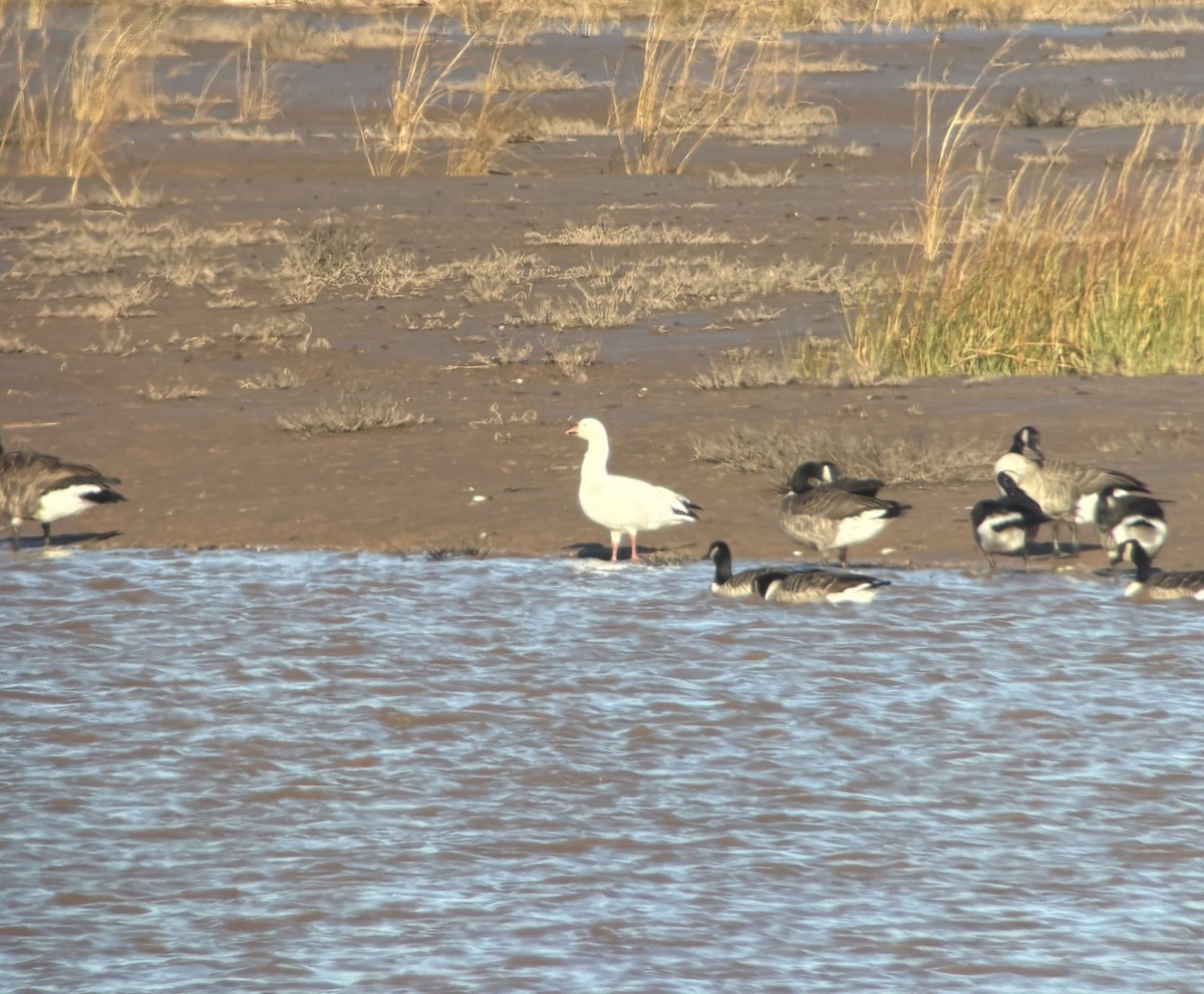 Oca delle nevi - ML645281421