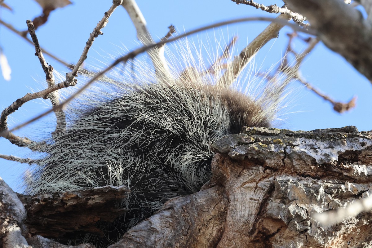 North American Porcupine - ML645281431