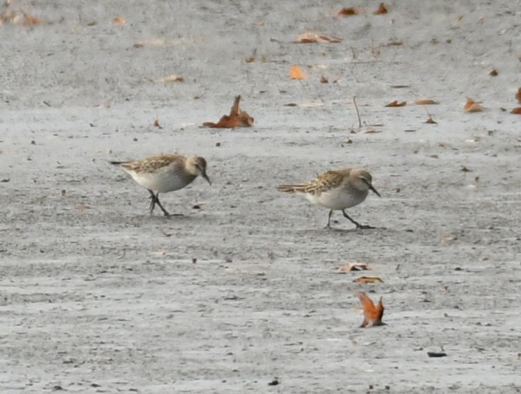 White-rumped Sandpiper - ML645281439