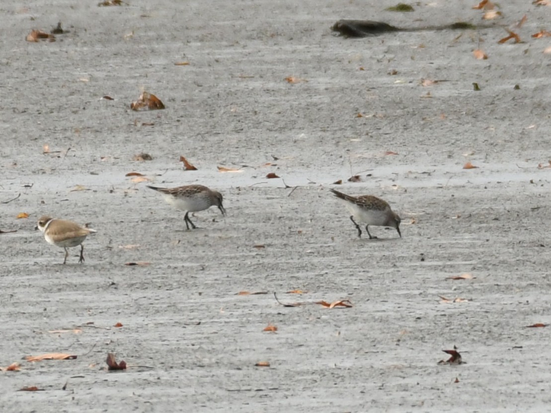White-rumped Sandpiper - ML645281440