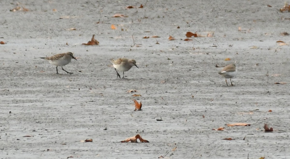 White-rumped Sandpiper - ML645281441
