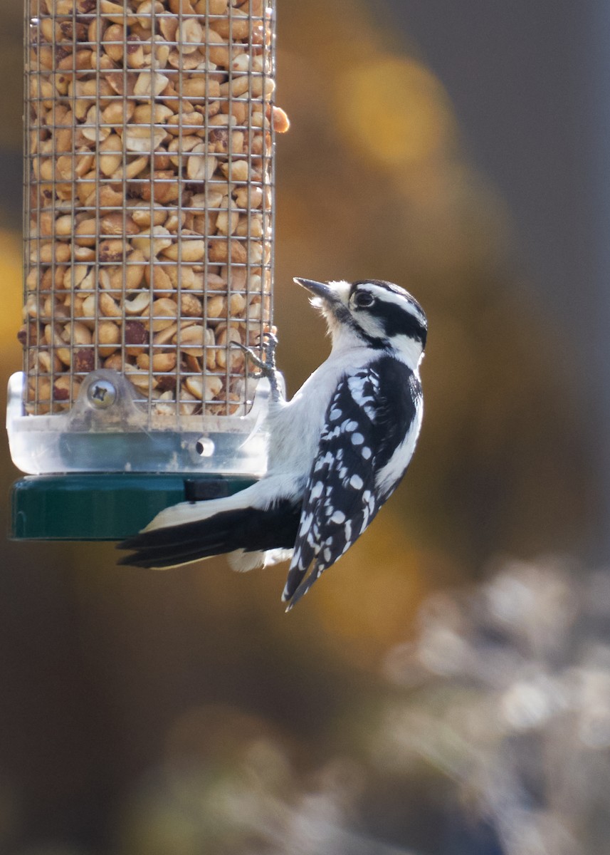 Dunenspecht - ML645281446