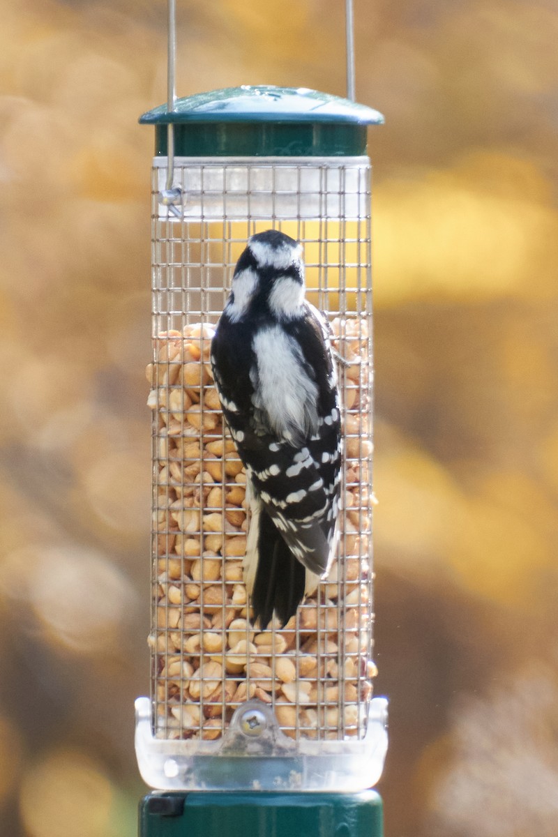 Dunenspecht - ML645281448