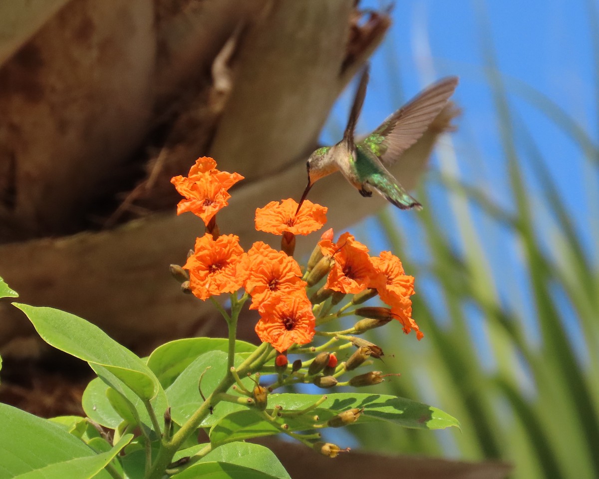 Colibrí Gorjirrubí - ML645281454