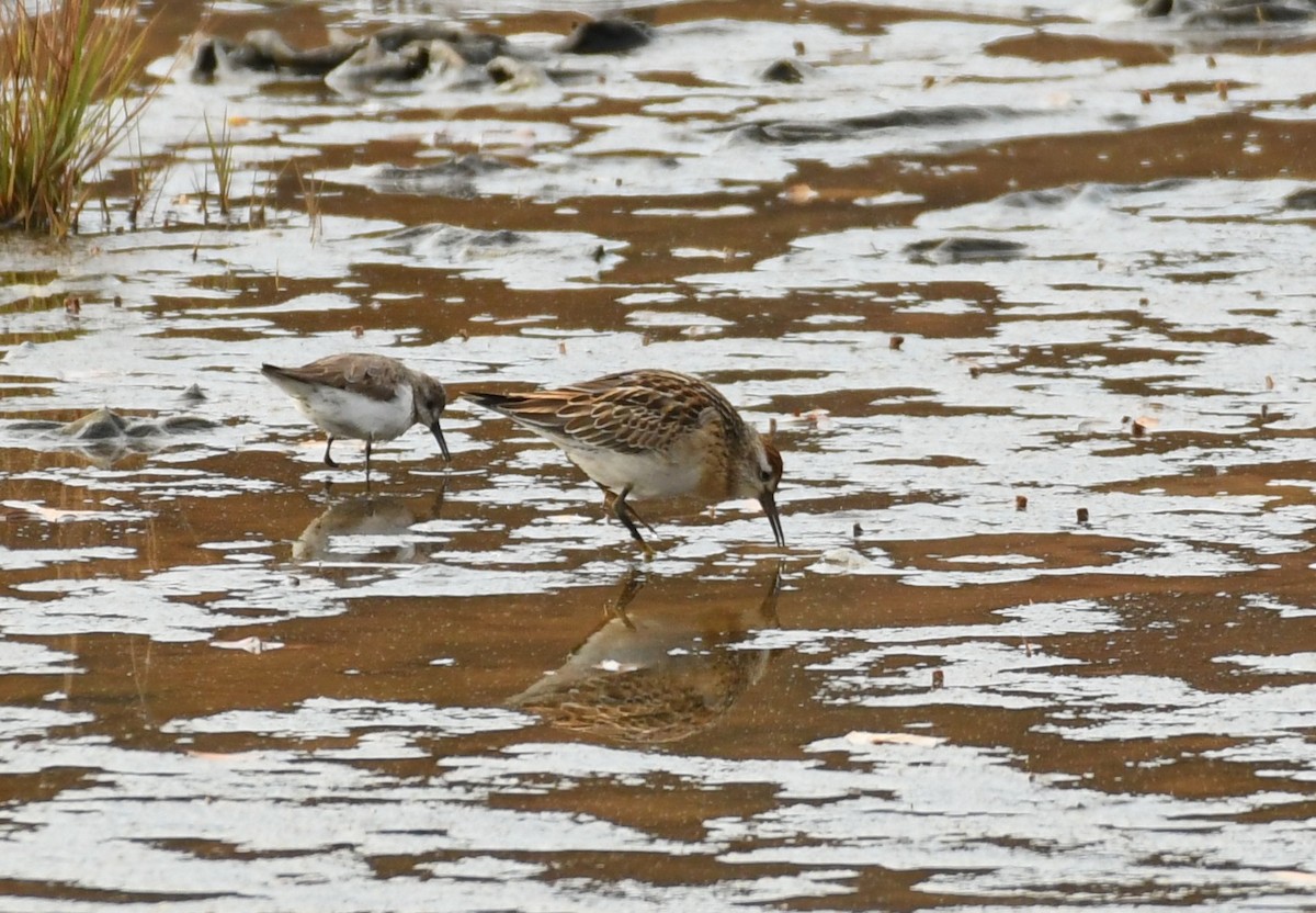 Sharp-tailed Sandpiper - ML645281460