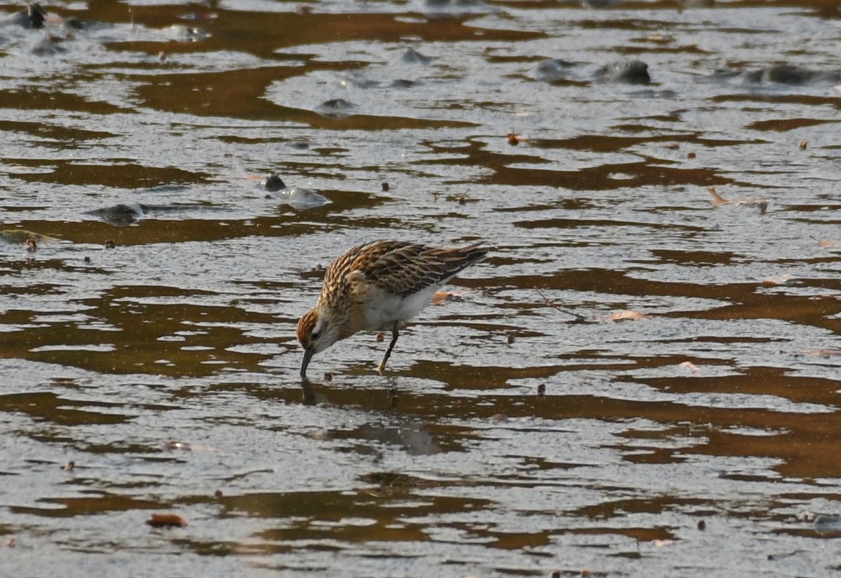 Sharp-tailed Sandpiper - ML645281462