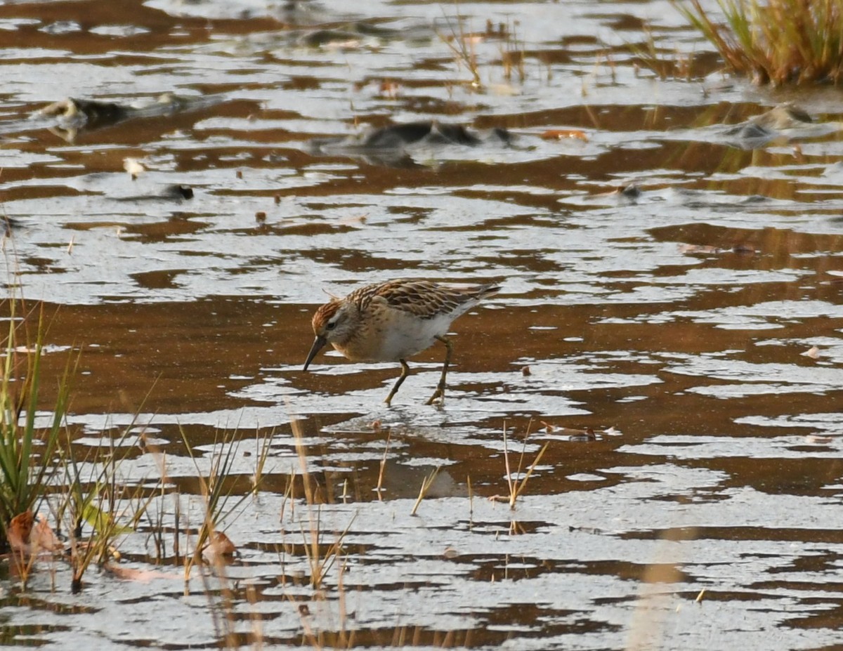 Sharp-tailed Sandpiper - ML645281464